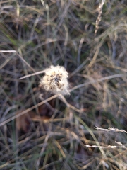 Anemone virginiana