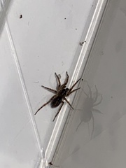 Textrix denticulata