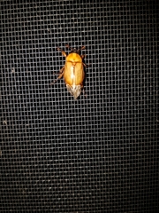 Cyclocephala signaticollis