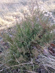 Juniperus