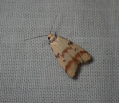 Heteroteucha anthodora