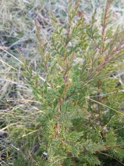 Juniperus