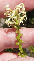 Stackhousia