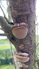 Phellinus tremulae