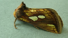 Plusia putnami