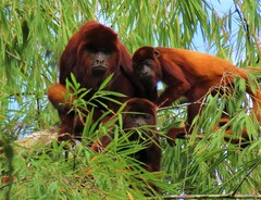 Alouatta seniculus