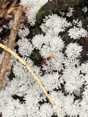 Ceratiomyxa fruticulosa