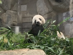 Ailuropoda melanoleuca