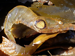 Bopyrus squillarum
