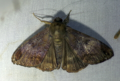 Poaphilini