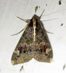 Sphingomorpha chlorea