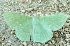 Geometra papilionaria