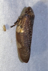 Ptyelus