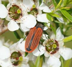 Castiarina erythroptera