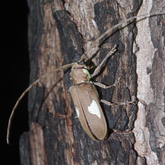 Prosopocera lactator