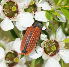 Castiarina erythroptera