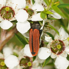 Castiarina erythroptera