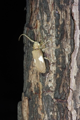 Prosopocera lactator