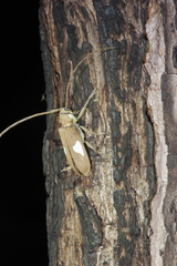 Prosopocera lactator