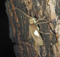 Prosopocera lactator