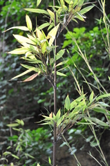Phyllostachys nigra
