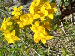 Sebaea ambigua