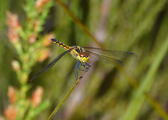 Austrothemis nigrescens