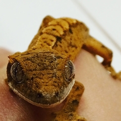 Correlophus ciliatus