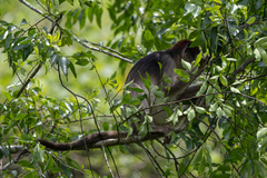 Piliocolobus tephrosceles