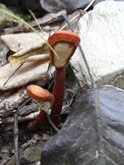 Ganoderma sichuanense