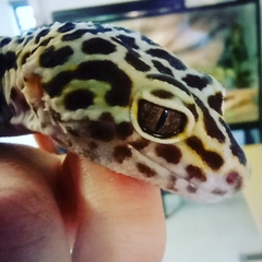 Eublepharis macularius