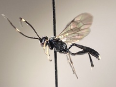 Vulgichneumon bimaculatus