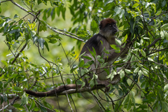 Piliocolobus tephrosceles