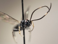 Vulgichneumon bimaculatus