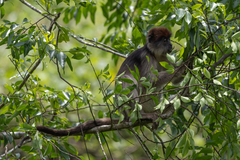 Piliocolobus tephrosceles
