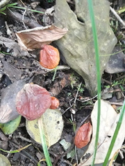 Ganoderma sichuanense