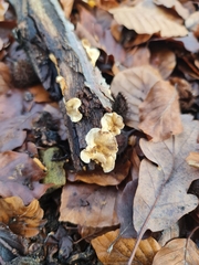 Stereum gausapatum