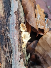 Stereum gausapatum