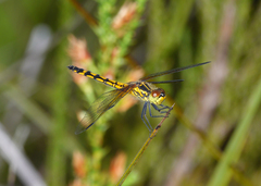 Austrothemis nigrescens