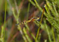 Austrothemis nigrescens