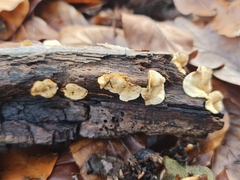 Stereum gausapatum