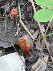 Ganoderma sichuanense