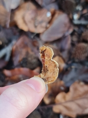 Stereum gausapatum
