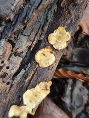 Stereum gausapatum