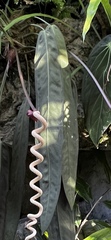 Anthurium crenatum