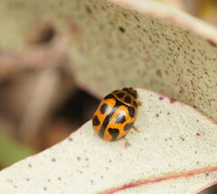 Peltoschema oceanicum
