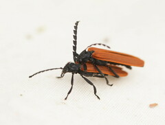 Trichalus semicostatus