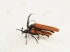 Trichalus semicostatus