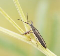 Rhinotia sparsa
