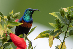 Cinnyris erythrocercus